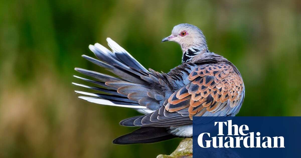 Phew! Turtle doves shoot ban triggers bird species recovery