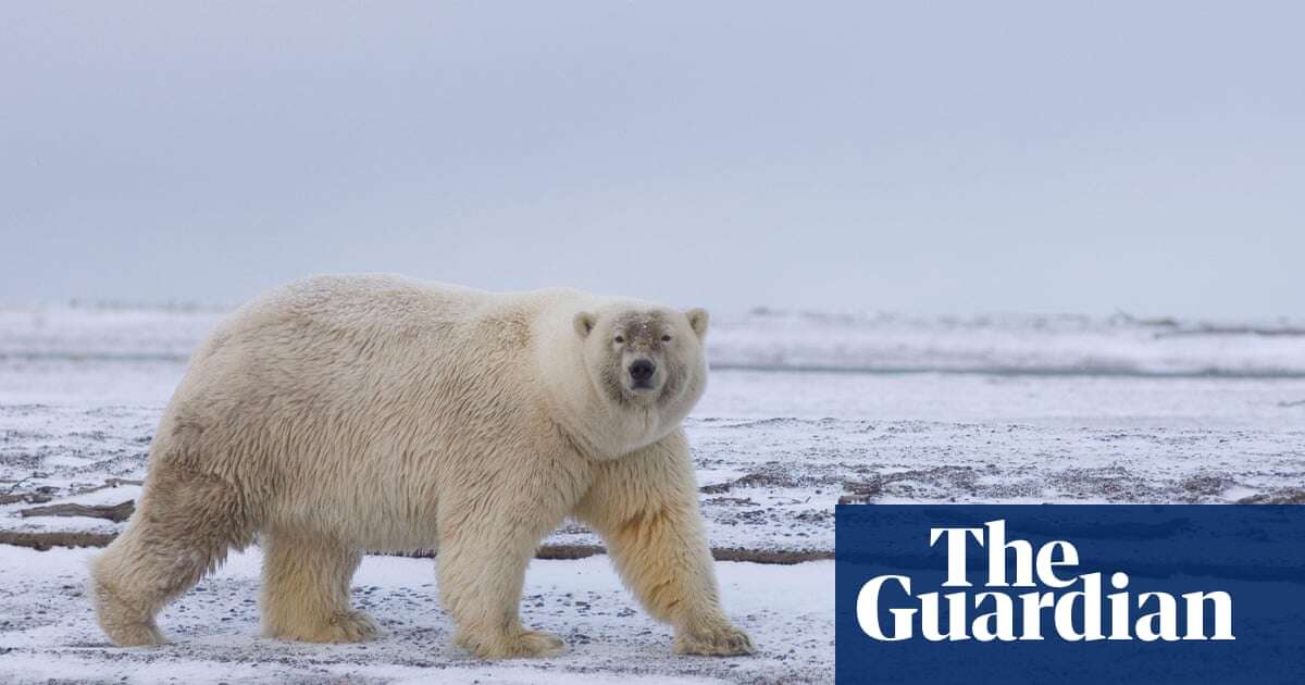 ‘Grolar’ hybrid of grizzlies and polar bears remains rare in wild, study finds