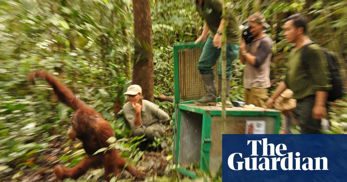 ‘Like kidnapping your grandpa’: why relocating orangutans threatens their survival