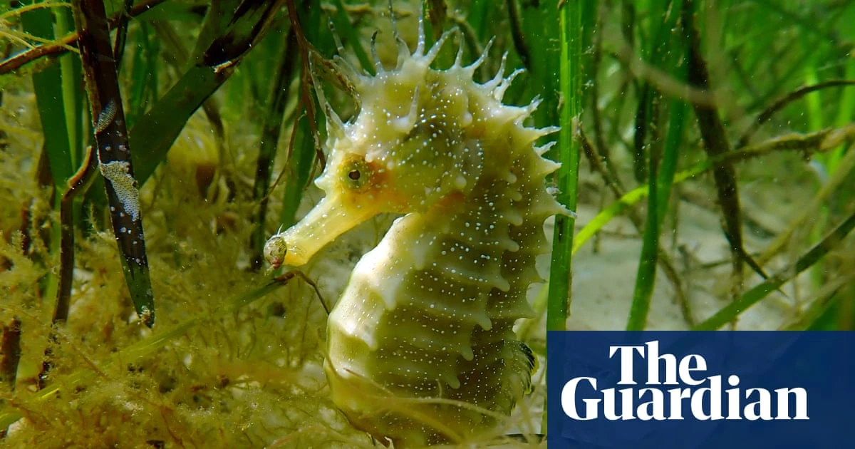 ‘It’s spectacular’: volunteer Dorset divers see summer of surging seahorses