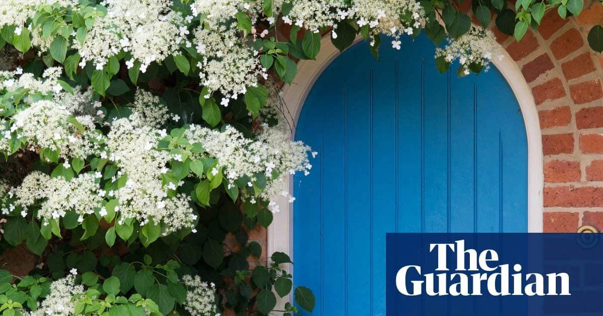 10 of the best climbing plants for your garden, from honeysuckle to sweet pea