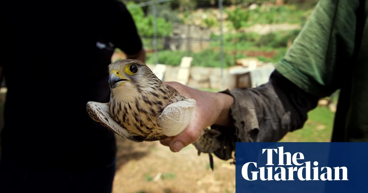 ‘Massacred for TikTok likes’: is social media feeding the slaughter of 2.6m birds in Lebanon?