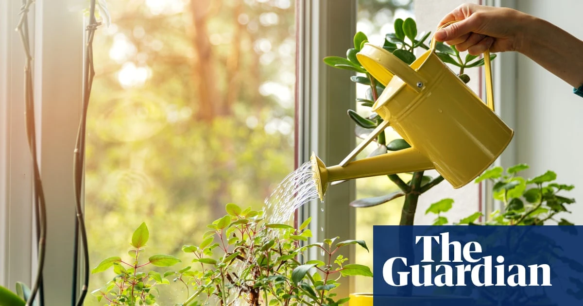 14 ways to keep your houseplants alive while you’re on holiday (and how to revive them when you get back)