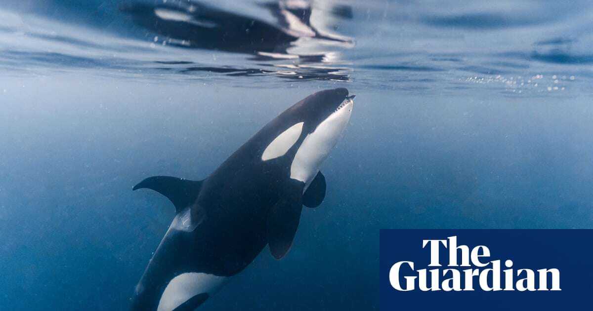 ‘Access to food is not the problem’: new orca study deepens mystery behind endangerment