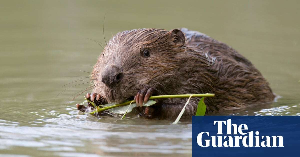 Why it’s boom time for beavers in the UK – podcast