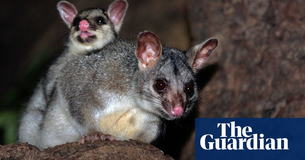 Leaked document shows two threatened species could be wiped out at Middle Arm development site