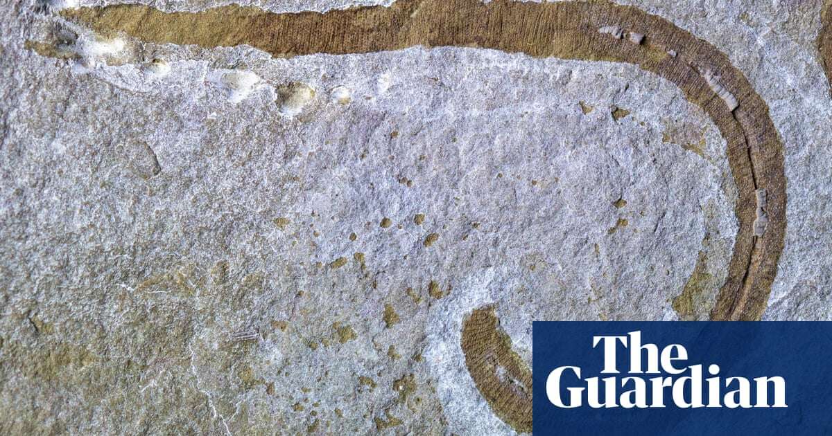 Remnants of prehistoric marine worm unearthed in Herefordshire