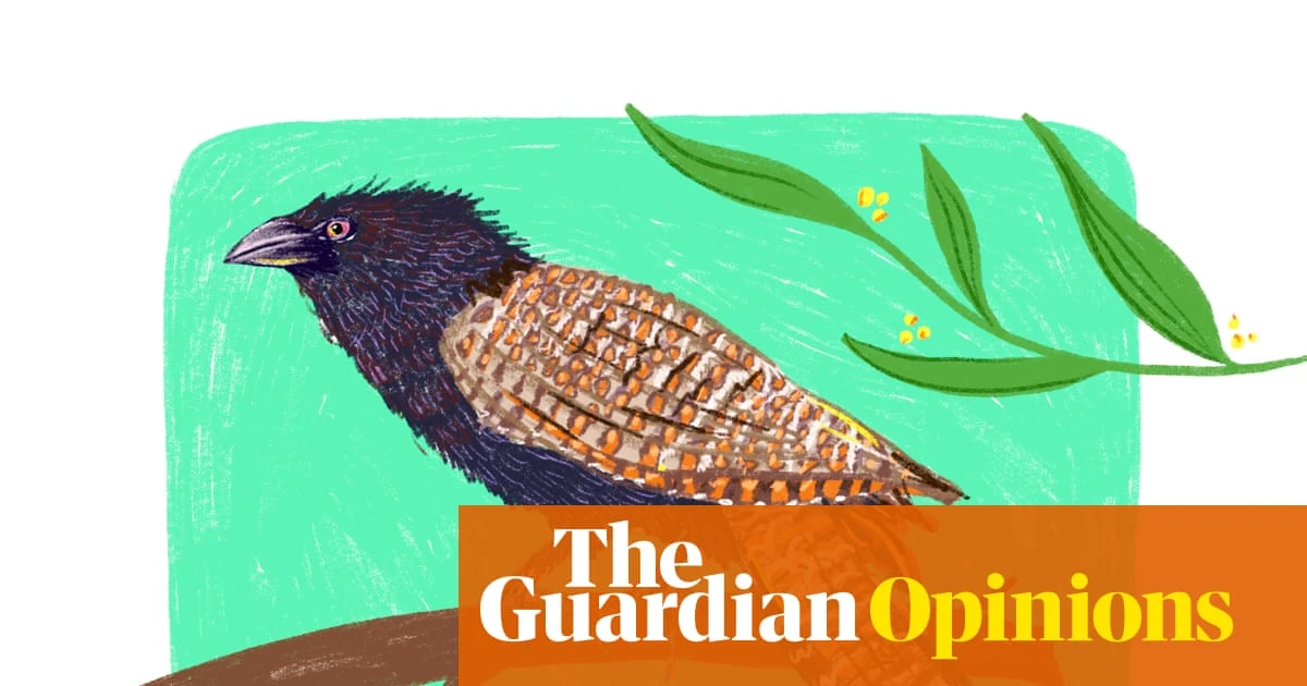 A pheasant coucal is a mass of contradictions: a bewildered bravo rolling through my house like a feathered wrecking ball | Bronwen Scott