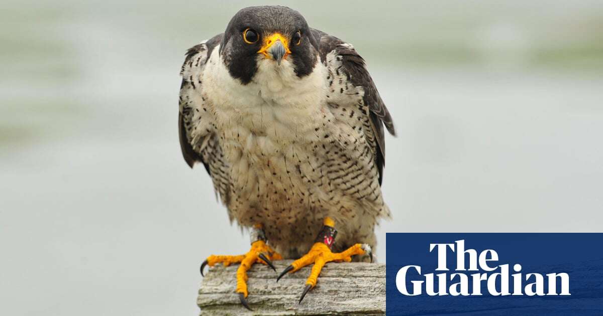 Decades after peregrines came back from the brink, a new threat emerges