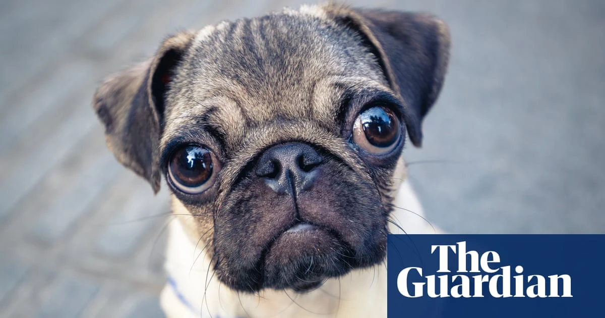 Did you solve it? Do you have a snout for numbers?