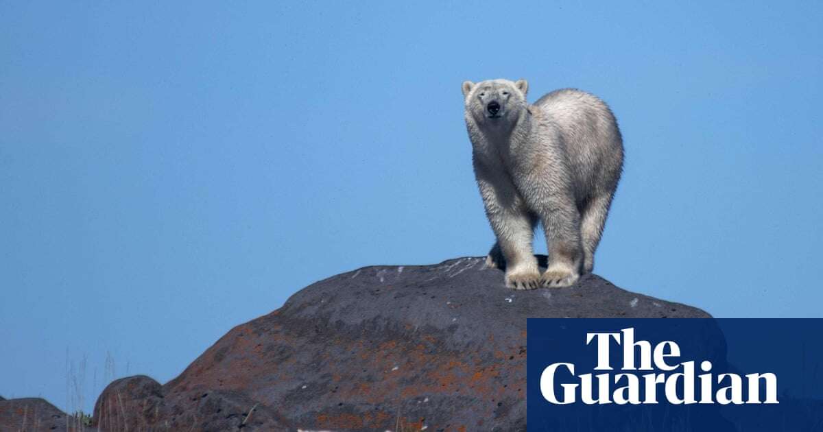 Canada man who ‘leapt on’ polar bear that attacked wife recovers in hospital