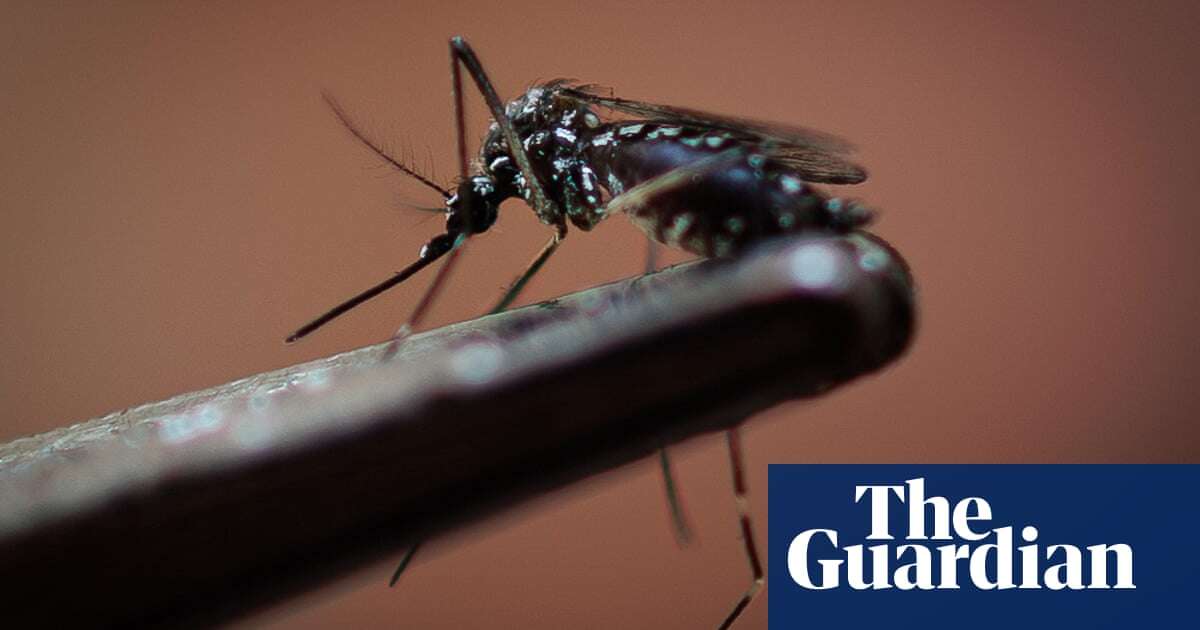 Brazil to release millions of anti-dengue mosquitoes as death toll from outbreak mounts