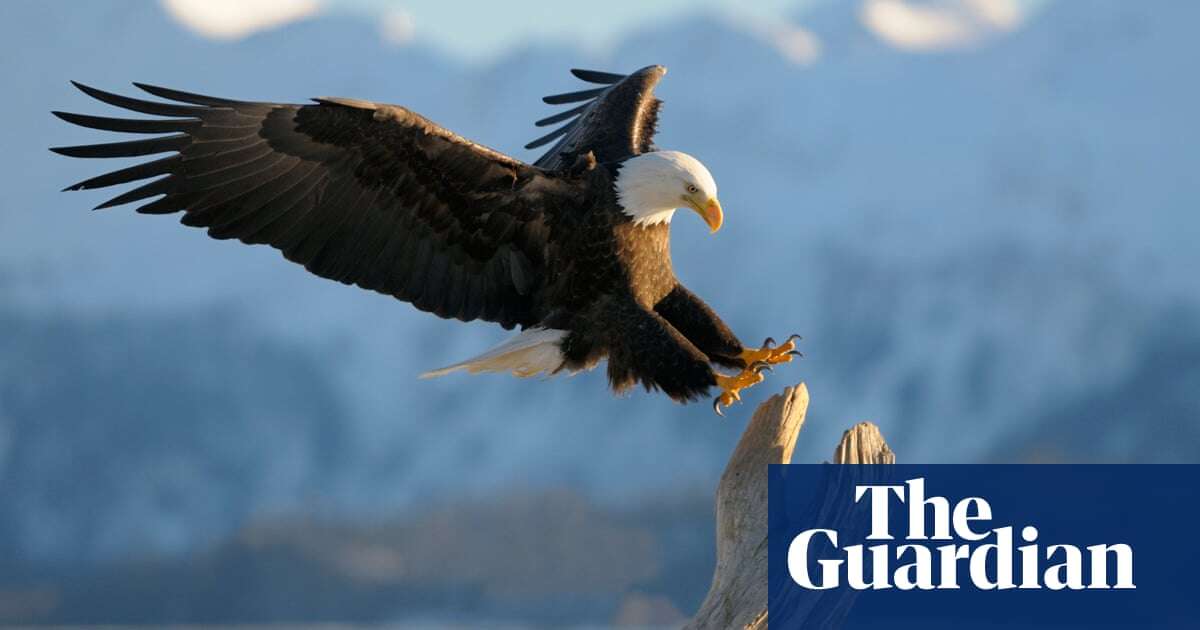 A ‘recipe for extinction’: can the US’s envied nature protections survive Trump and his ‘God squad’?