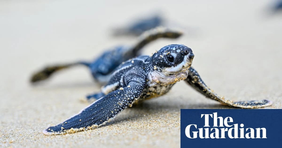 Week in wildlife: a turtle hatchling, a curious marmoset and an oarfish