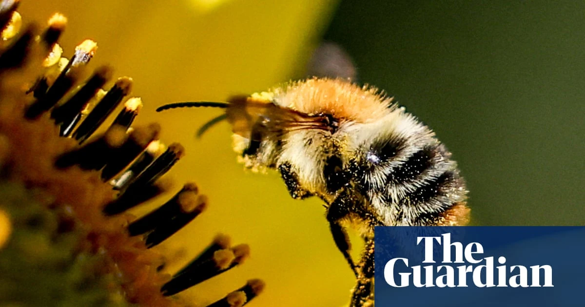 Wild bees visit different flowers to balance diet, study shows