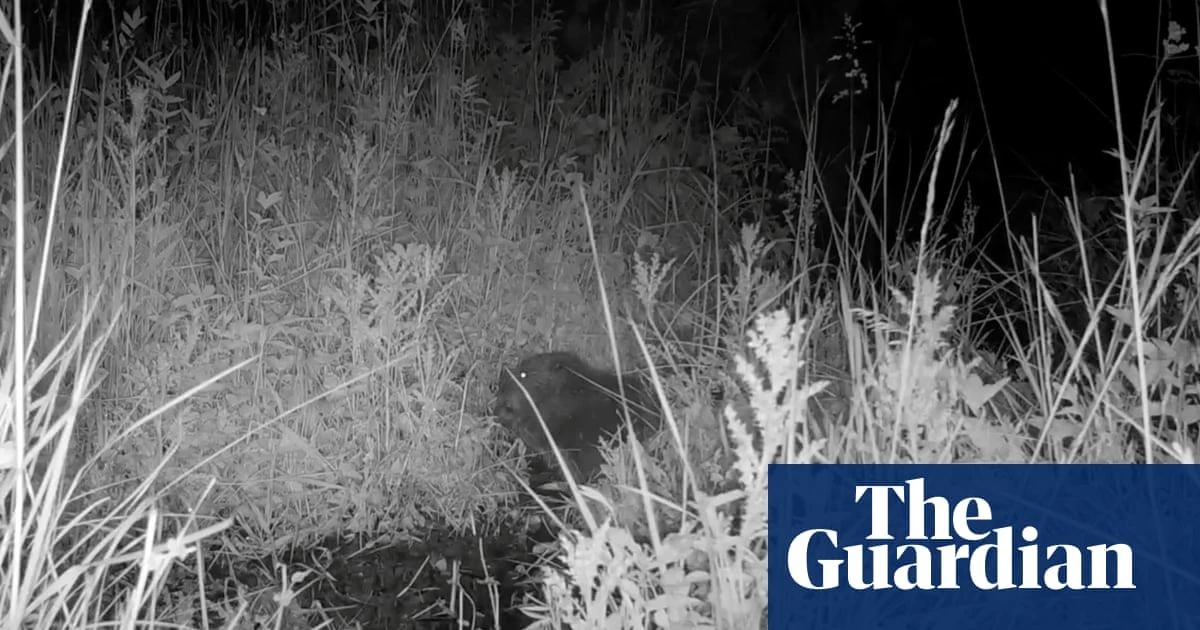 ‘Magical’: National Trust celebrates birth of baby beaver one year after reintroduction