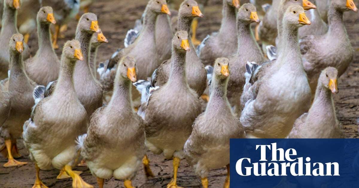 Ministers stay silent on pledge to ban foie gras as EU talks approach