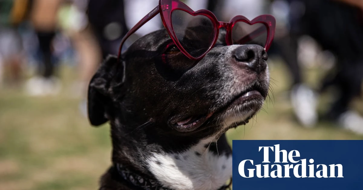 What do animals do during an eclipse? Observers in US zoos hope to find out