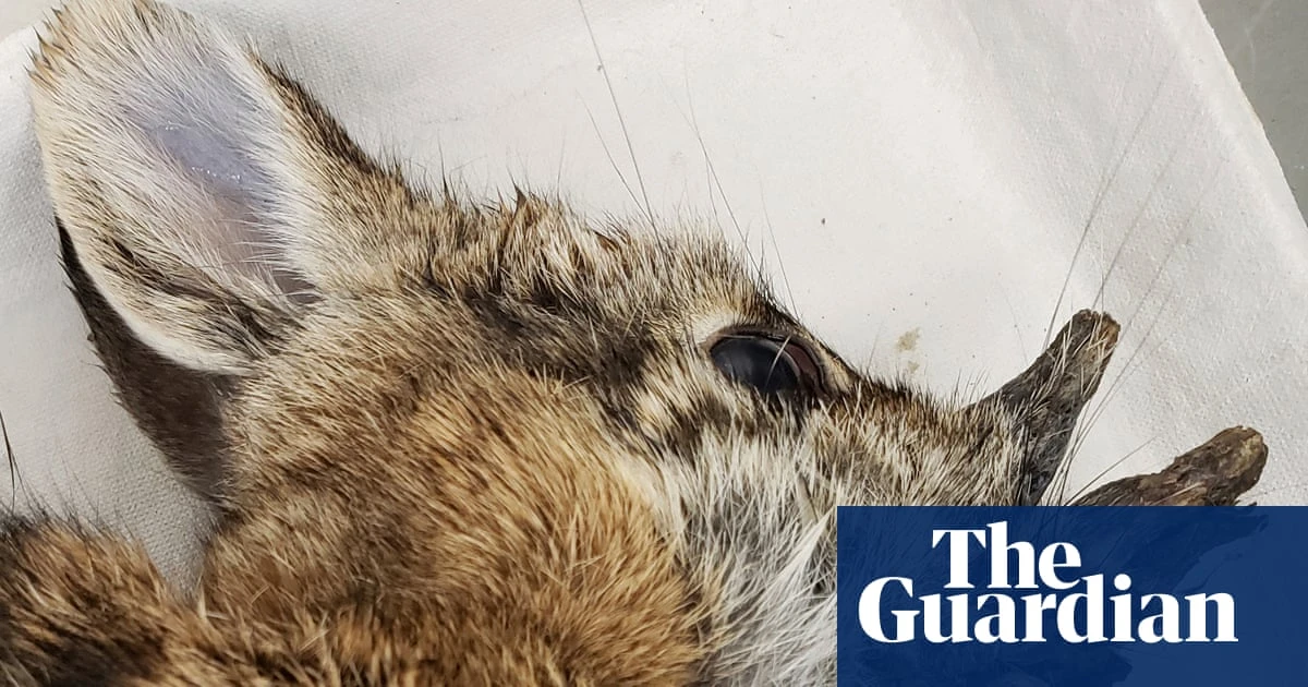 ‘Demon’ rabbits growing hornlike warts in Colorado are no danger, scientists say