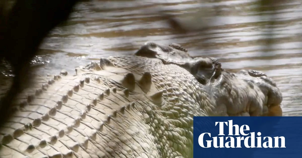 Crocodile made famous by Steve Irwin ‘wrongfully arrested’ and should be returned to wild, traditional owners say