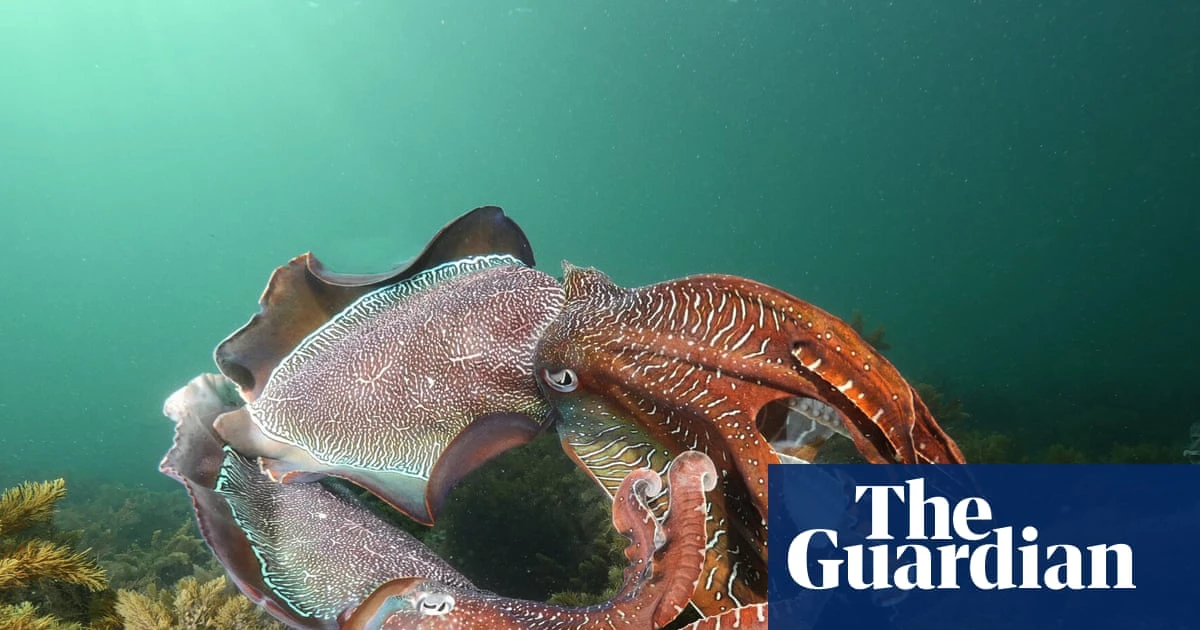 Fears for South Australia’s annual cuttlefish gathering amid deadly algal bloom
