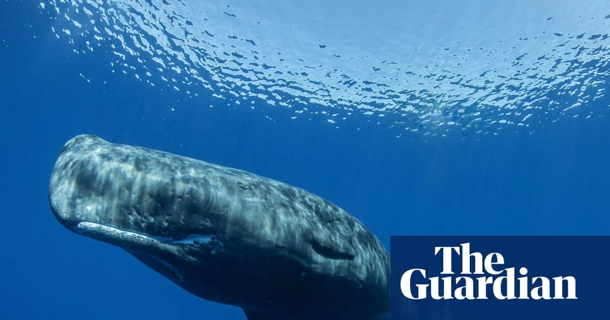 Sperm whales’ communication closely parallels human language, study finds