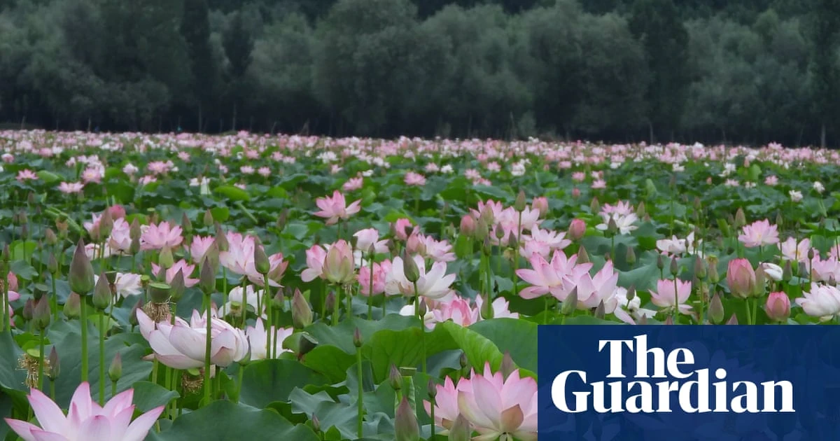 Joy and relief as lotus flowers bloom again in Kashmiri lake after three decades
