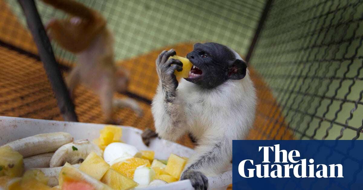 Fate of endangered monkey hinges on Brazilian city’s planning policy