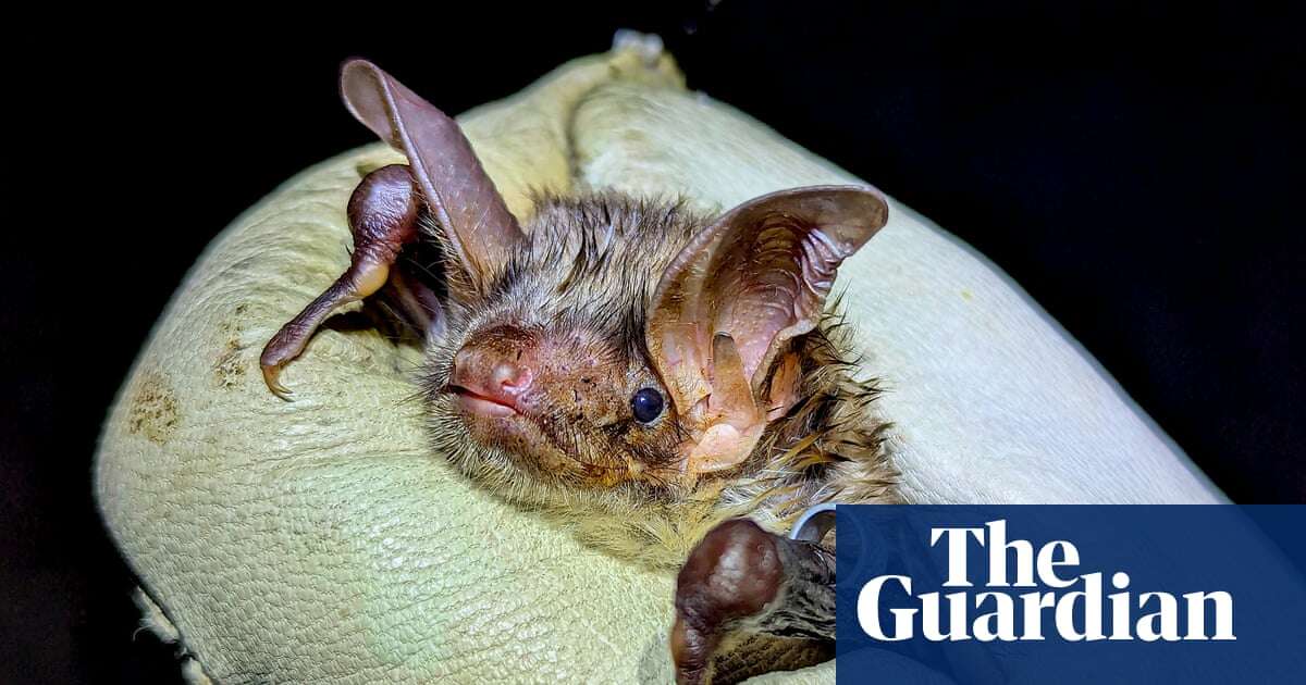 Hope for Britain’s loneliest bat after second species member discovered