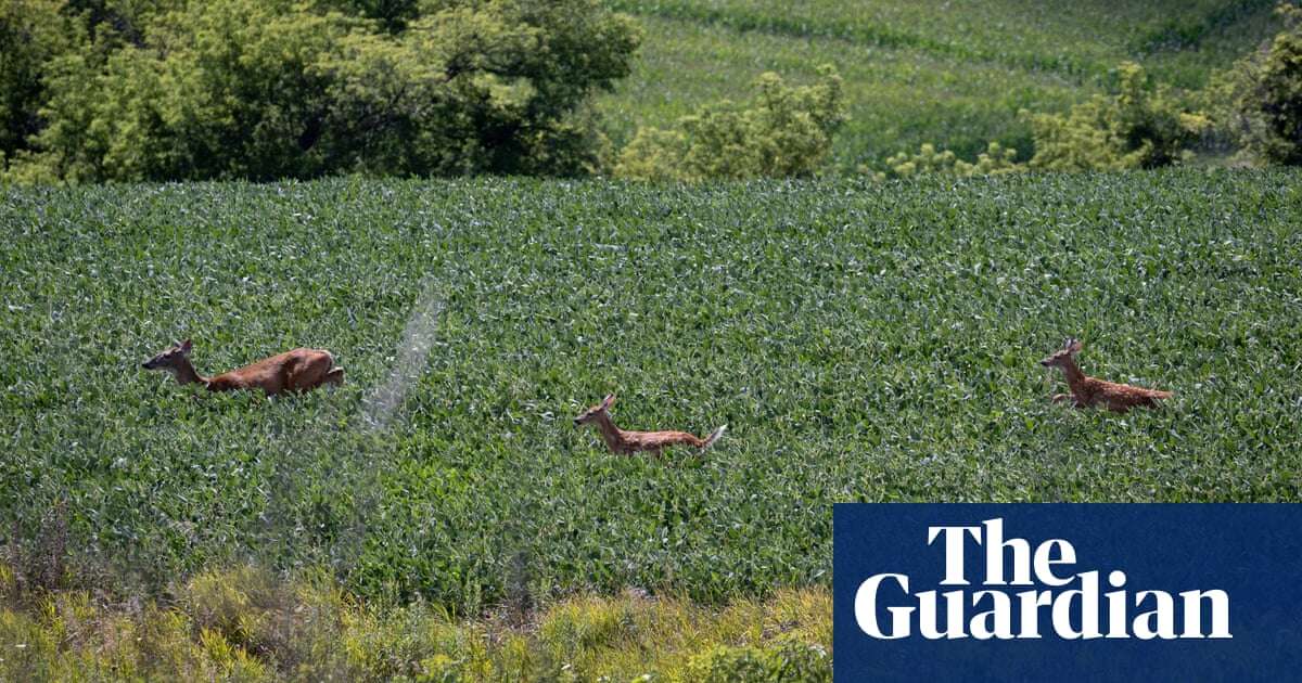 ‘The dead zone is real’: why US farmers are embracing wildflowers