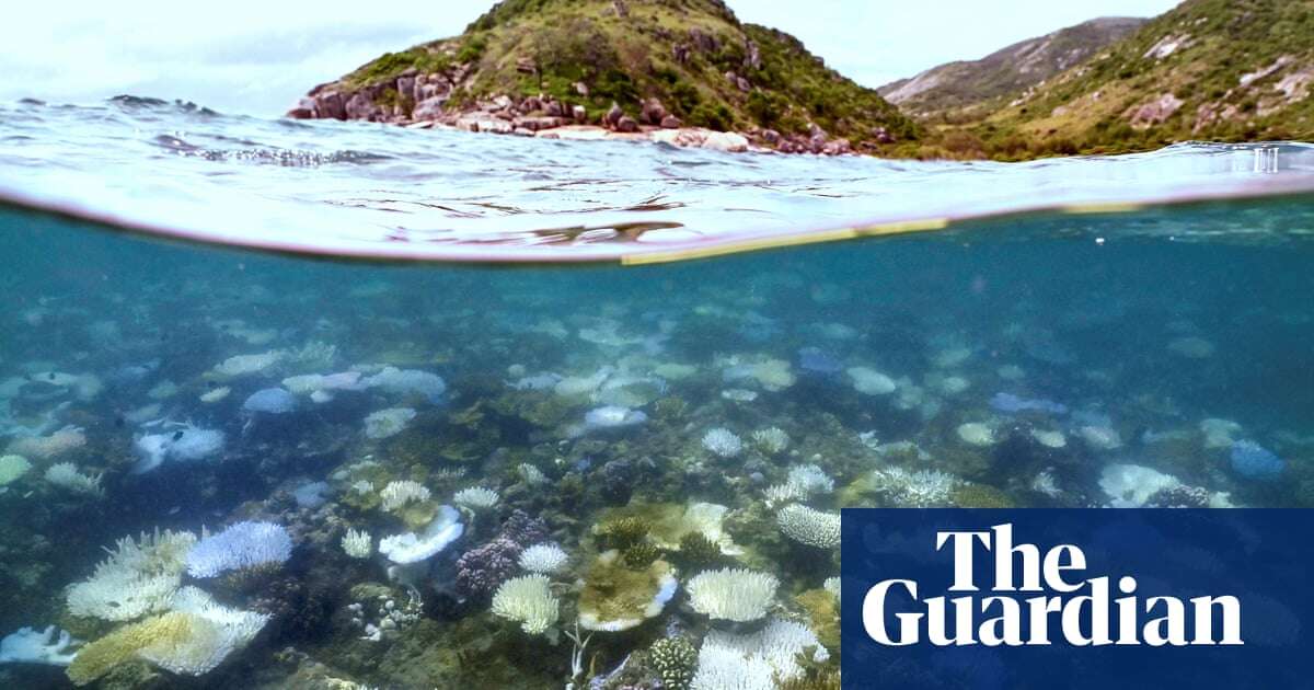 ‘Most of it was dead’: scientists discovers one of Great Barrier Reef’s worst coral bleaching events