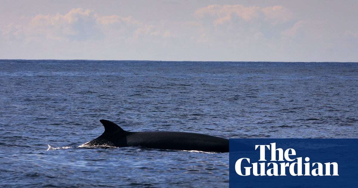 Surge in minke whales could be down to fewer basking sharks, Hebrides study says