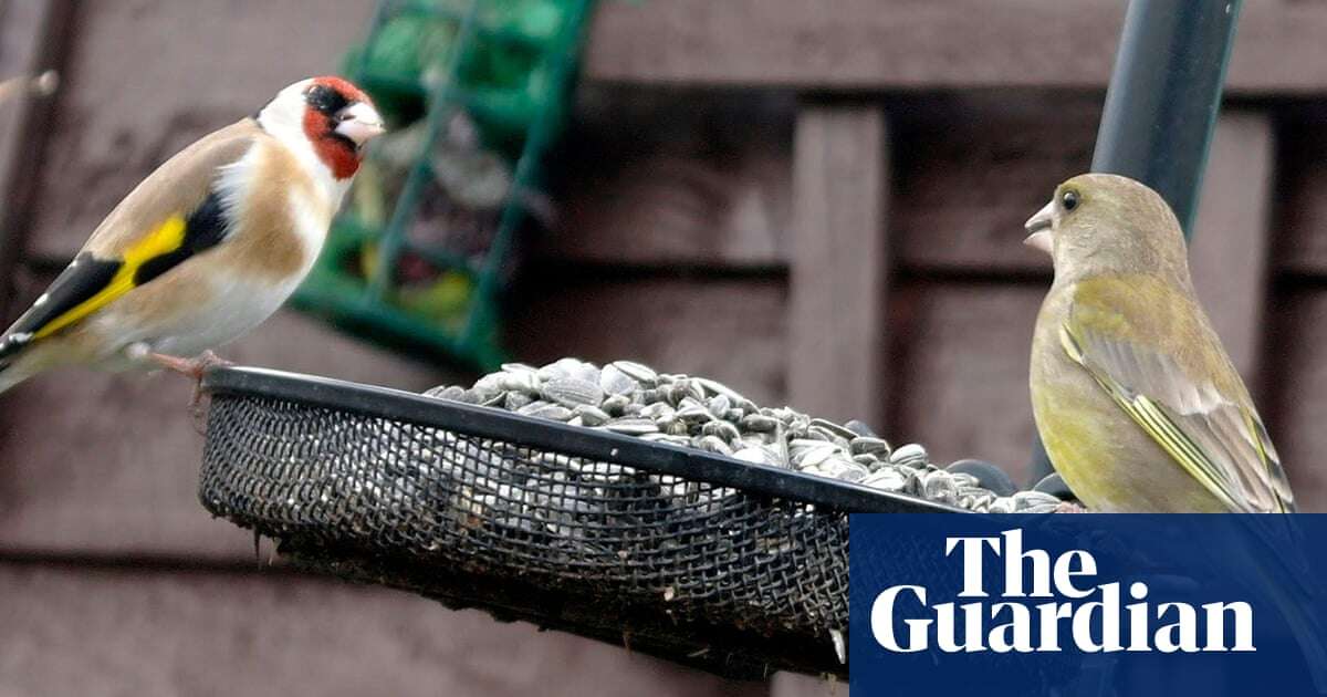 RSPB stops selling flat bird feeders owing to deadly finch disease