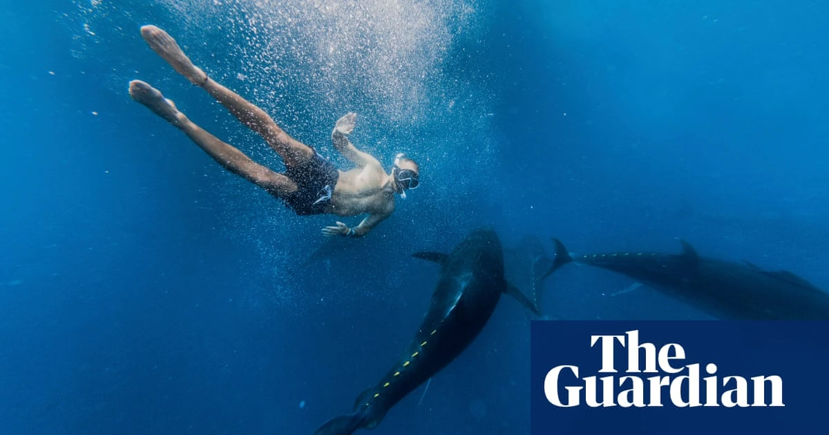 Swim with the fishes: is tuna tourism just a bit of harmless holiday fun?