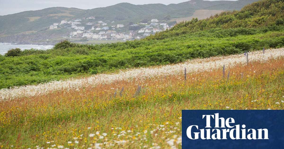 National Trust’s wildflower meadow project flourishes on north Devon coast