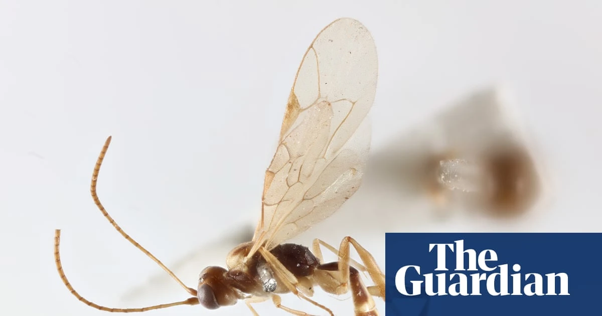 Tiny parasitic wasp named after David Attenborough for his 100th birthday