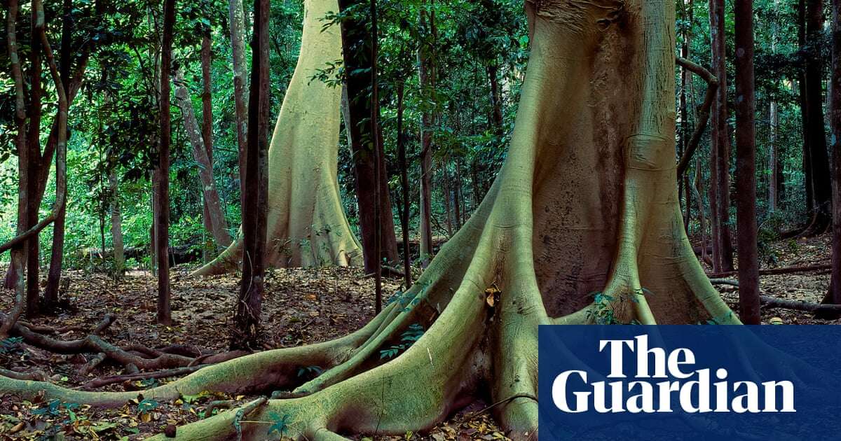 ‘This is monumental’: Australia takes first step to world heritage nomination for parts of Cape York