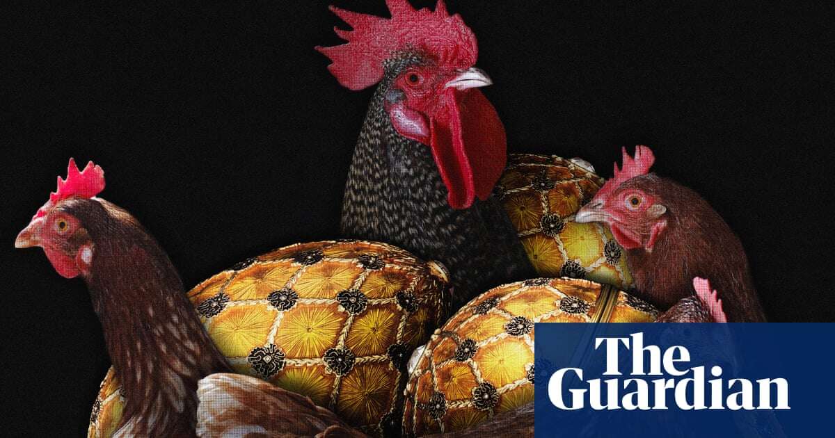 Backyard chickens: Floridians start raising hens to combat rising egg prices