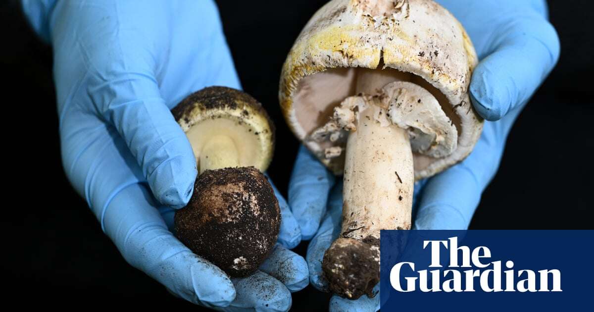 Medical research Potential antidote found for toxin in world’s most poisonous mushroom