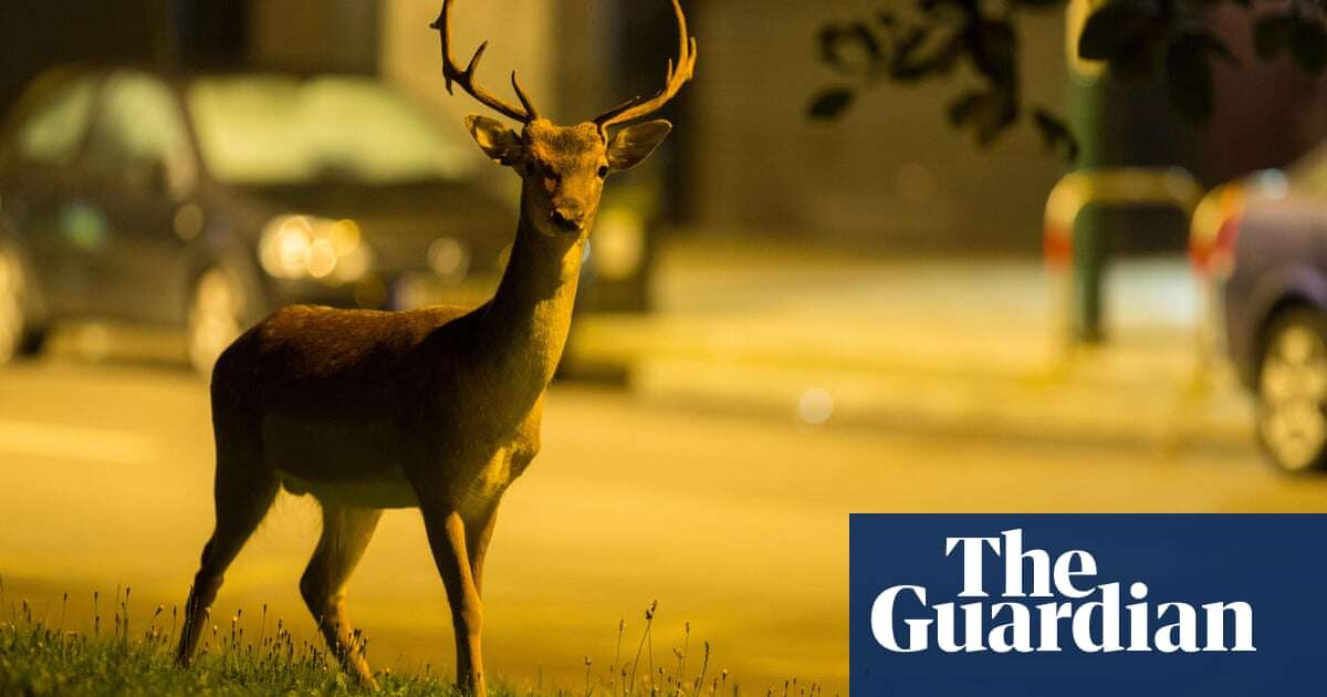 Too many urban deer is ‘an impending disaster’ – still, we owe them an apology