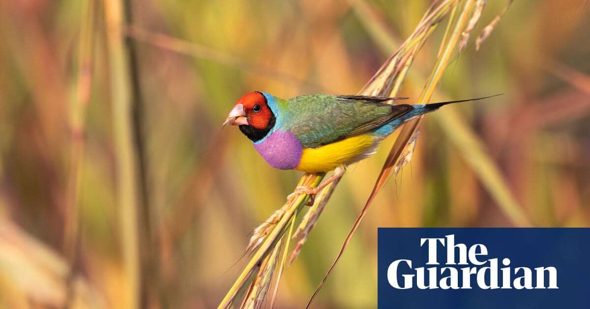 Bulldozers in Darwin begin destroying habitat of hundreds of bird species as Lee Point/Binybara construction begins