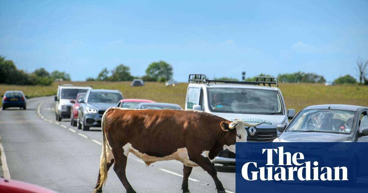 ‘We all get on well’: the town in England where cattle roam free