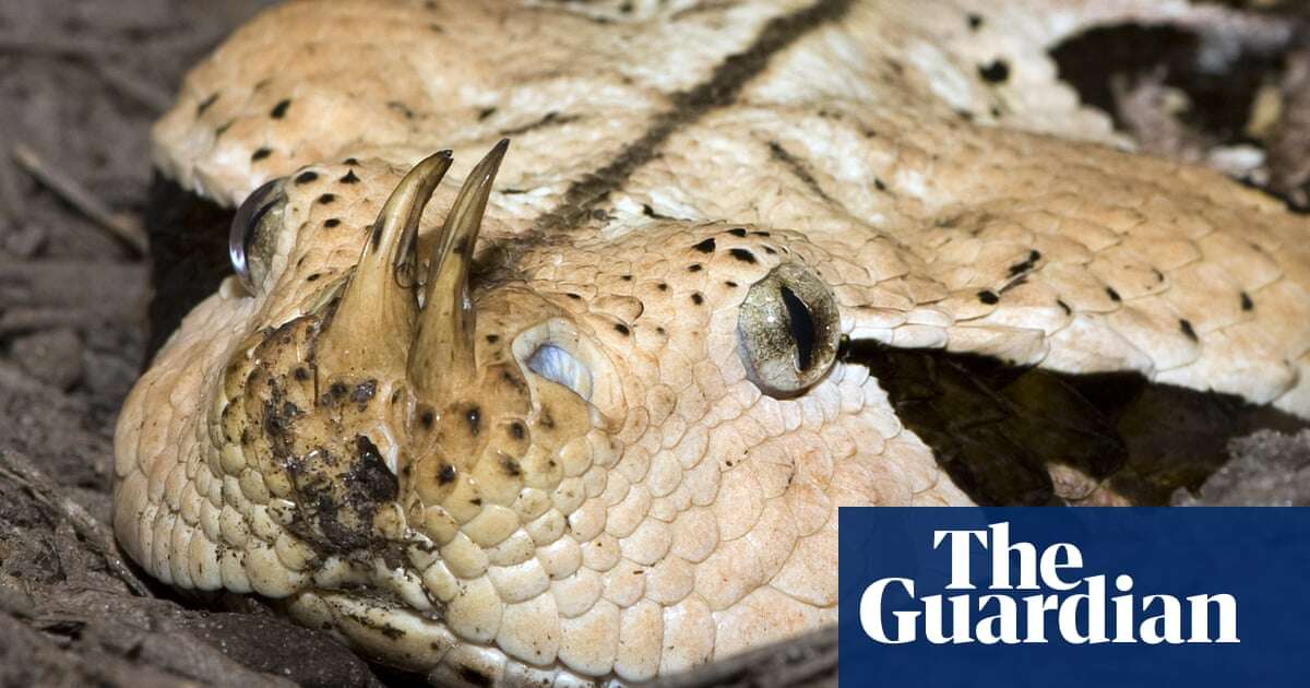 Venomous snakes likely to migrate en masse amid global heating, says study