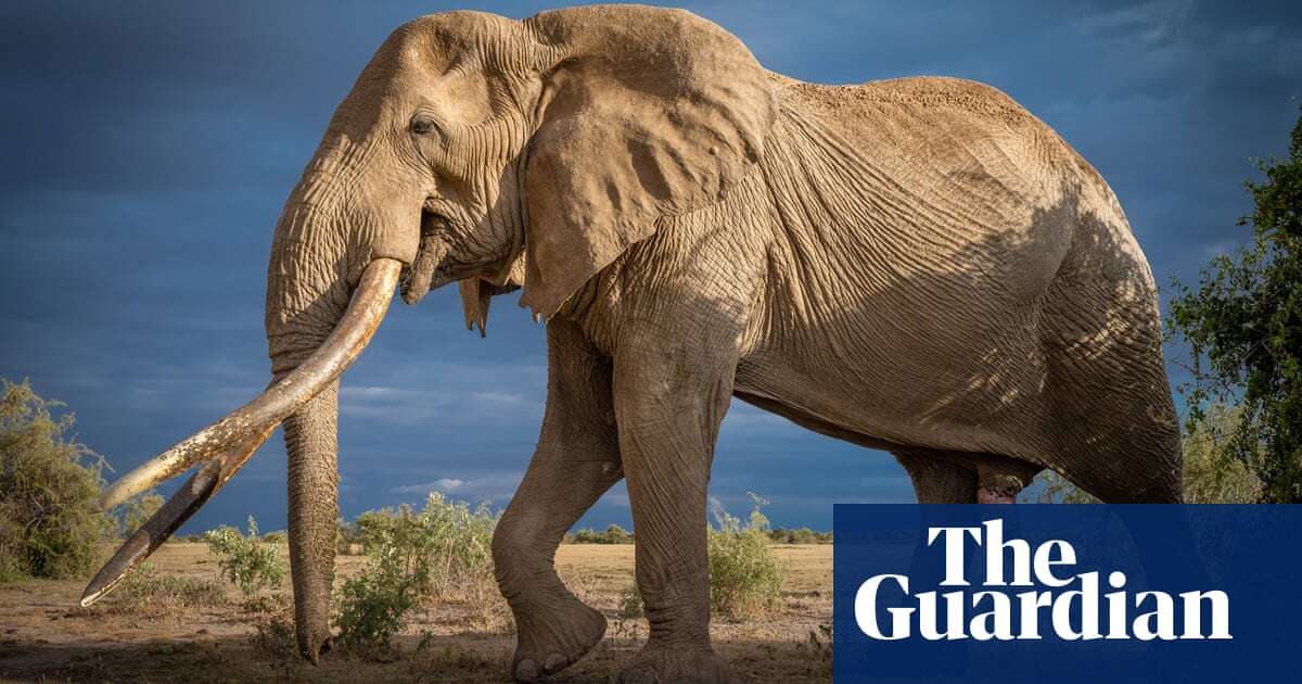 Trophy hunting: can killing and conservation go hand in hand? - podcast