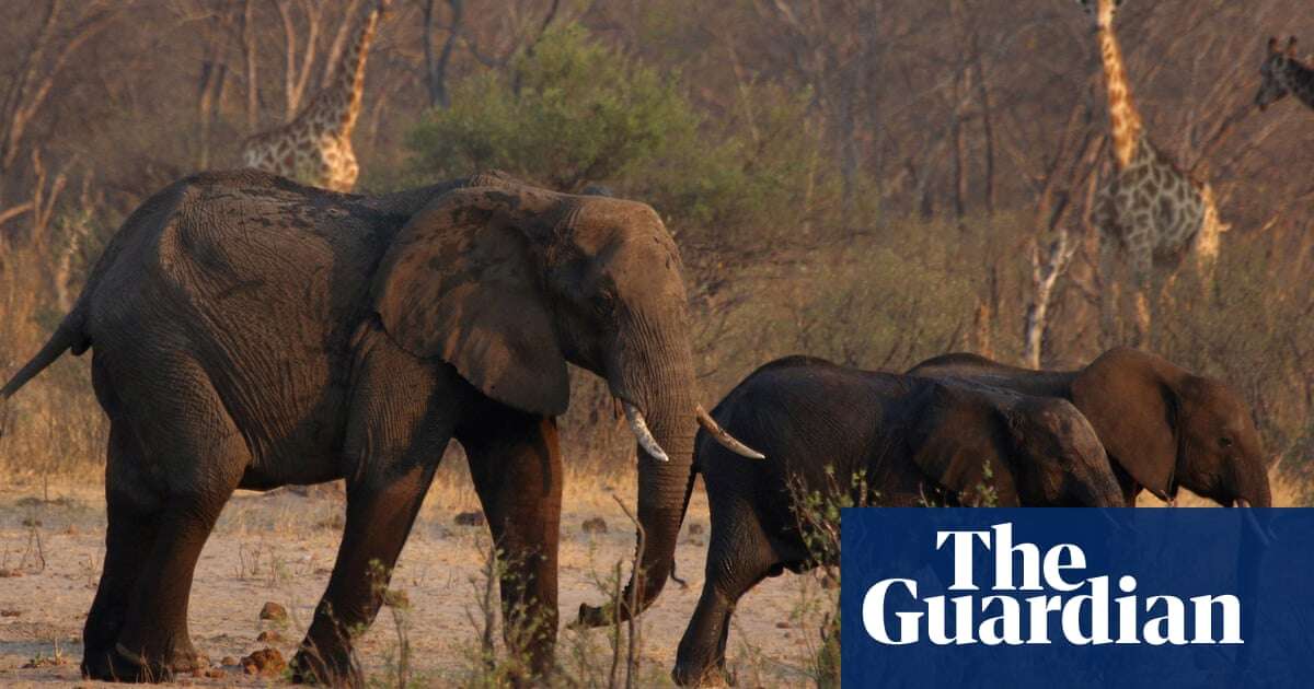 Zimbabwe orders cull of 200 elephants amid food shortages from drought