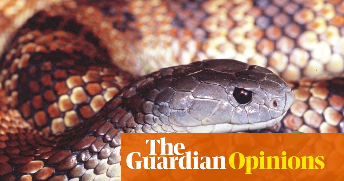 It’s a big year for snakes in Australia. In fact, it’s always going to be a big year, so homework helps