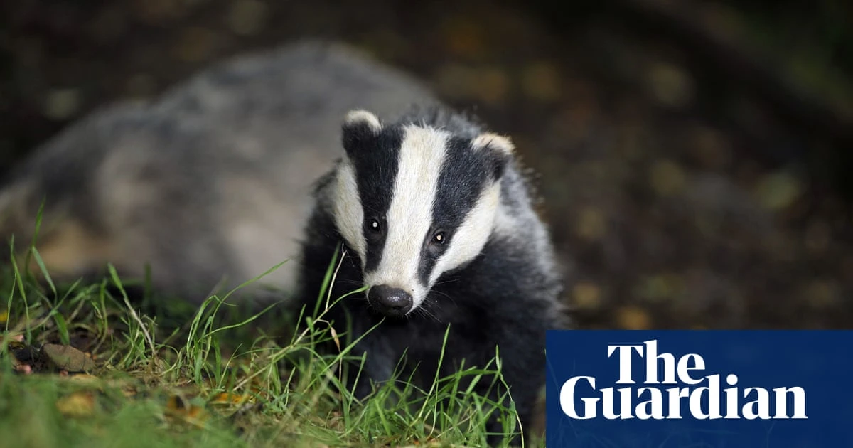 Badger cull may have increased bovine TB risk in neighbouring herds – study