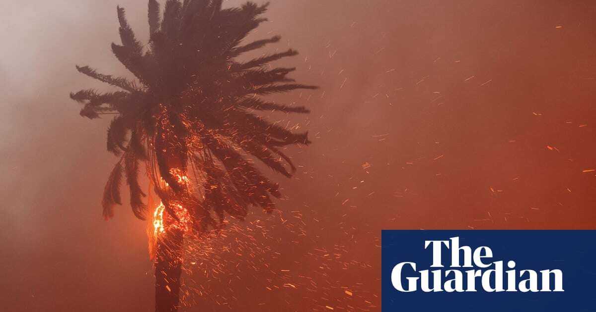 Conspiracy-laden, fire-prone icons: what will happen to LA’s palm trees?