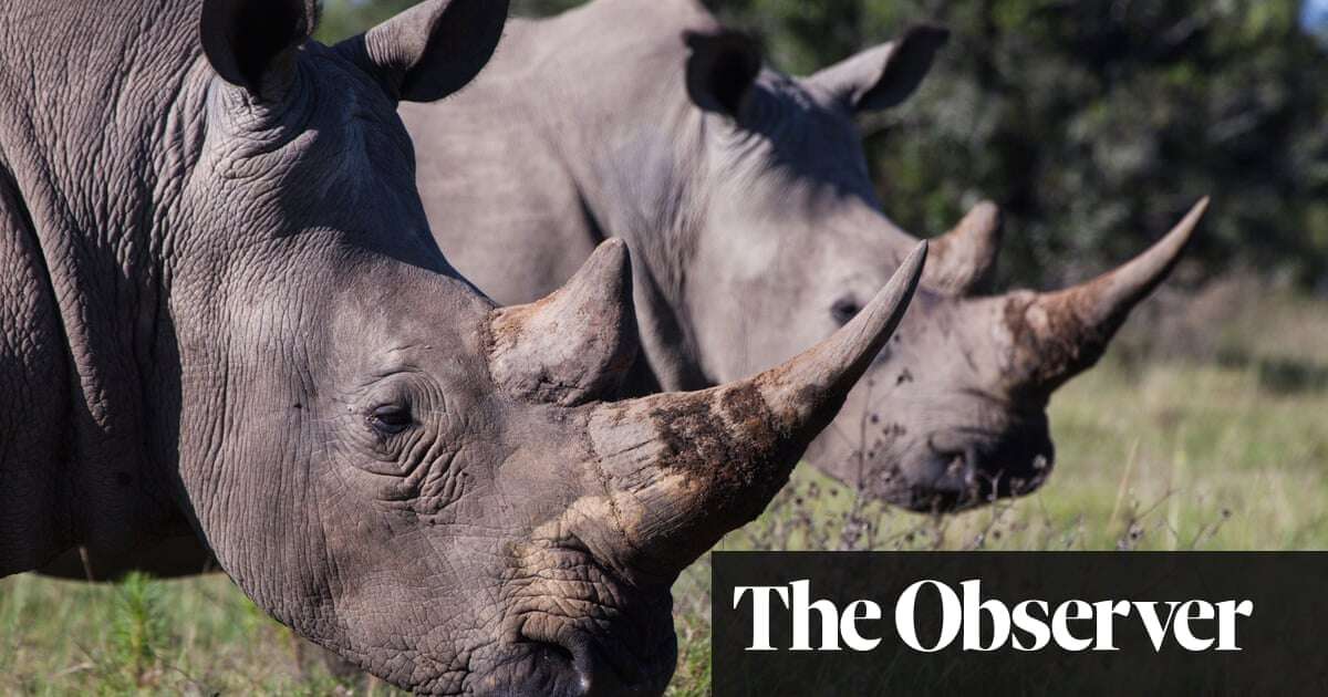 ‘We have to change our attitude’: wildlife expert says rhino horn trade must be legalised