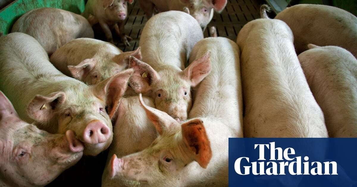 UK bans German pork products after foot-and-mouth outbreak near Berlin